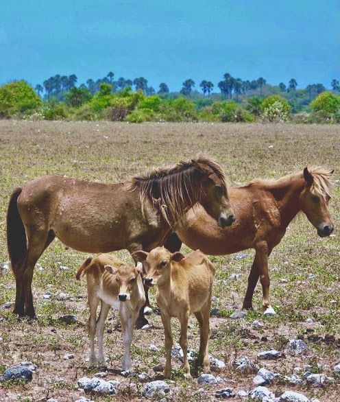 Family Adventures Across Ceylon highlight 2