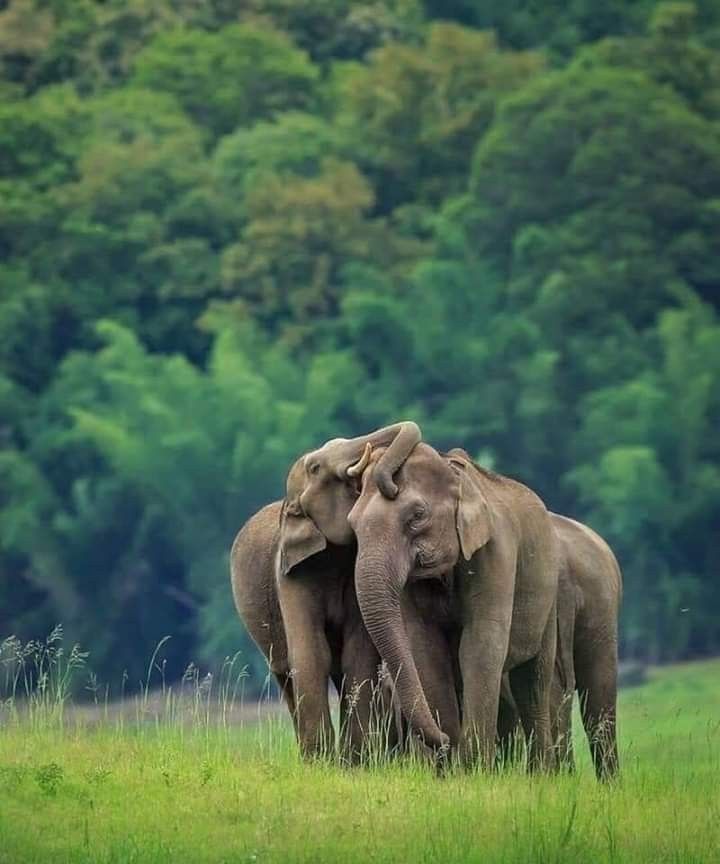 The Ultimate Sri Lanka Wildlife Odyssey highlight 2
